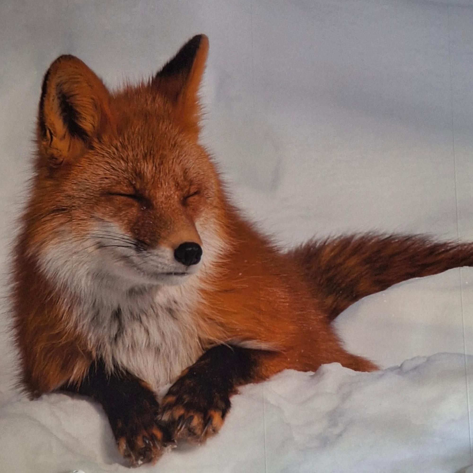 特鲁瓦蓬Le Renard'Or住宿加早餐旅馆 外观 照片
